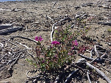 IMG_2939 Lake Shore Flowers And Driftwood